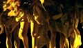 Miniature de la vidéo Who says I have to dance in a theater… Anna Halprin