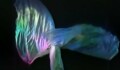 Miniature de la vidéo Loïe Fuller – la danse des couleurs